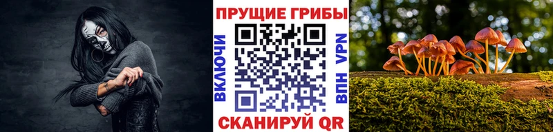 Галлюциногенные грибы Psilocybine cubensis Тайга